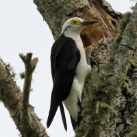 White Woodpecker